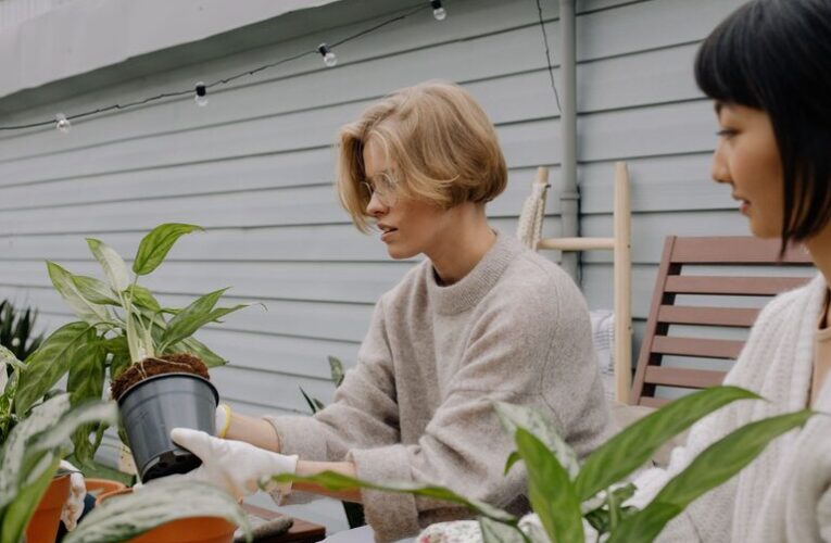 Tips for Creating a Beautiful and Low-Maintenance Home Garden